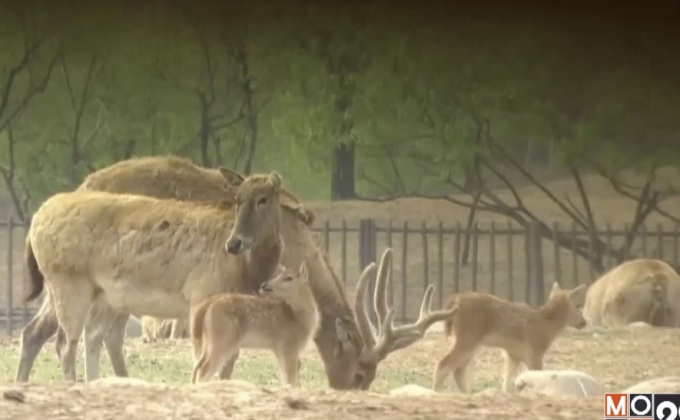 “กวางปักกิ่ง” ที่เคยสูญพันธุ์ในจีน