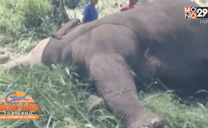ช้างป่าถูกไฟฟ้าช็อตตาย