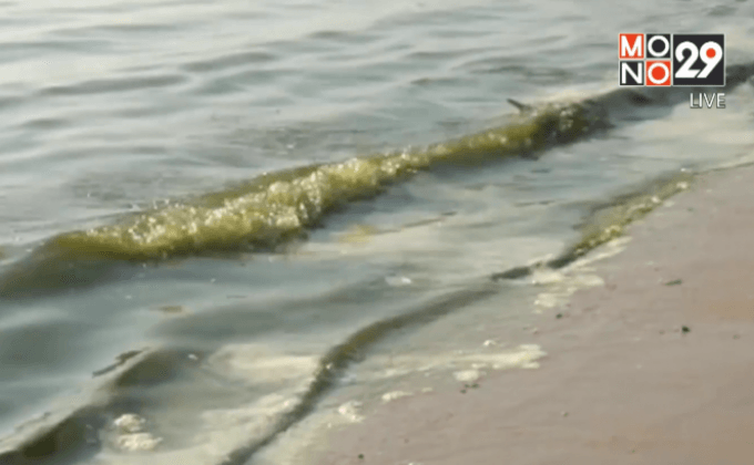 ตรวจสอบน้ำทะเลบางแสนมีสีเขียว