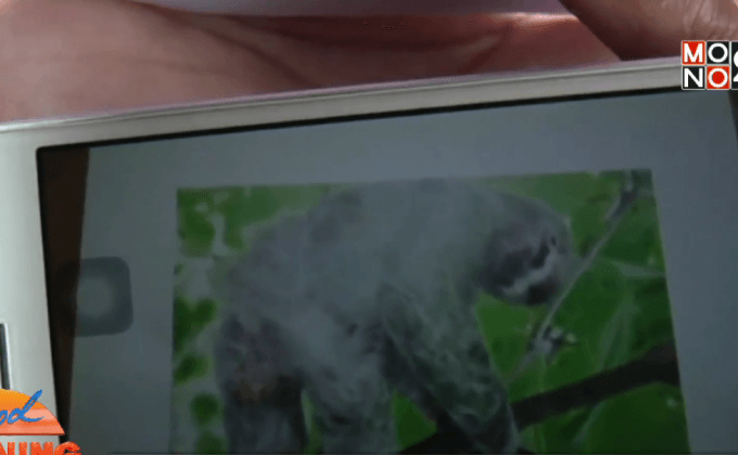 จ.ปทุมธานี ชาวบ้านผวา! หมีหลุดกรง