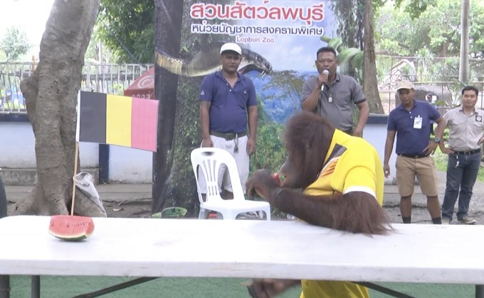 อุรังอุตังทำนาย “ฝรั่งเศส-อังกฤษ” เข้าชิงบอลโลก