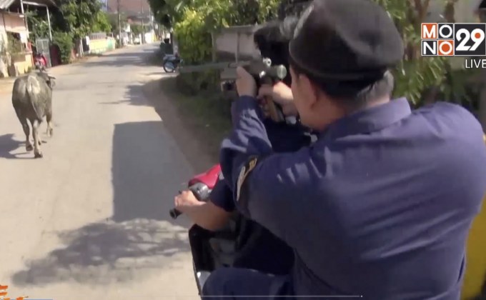 ควายไล่ขวิดชาวบ้านเจ็บ-รถพังเสียหาย จ.ลำปาง