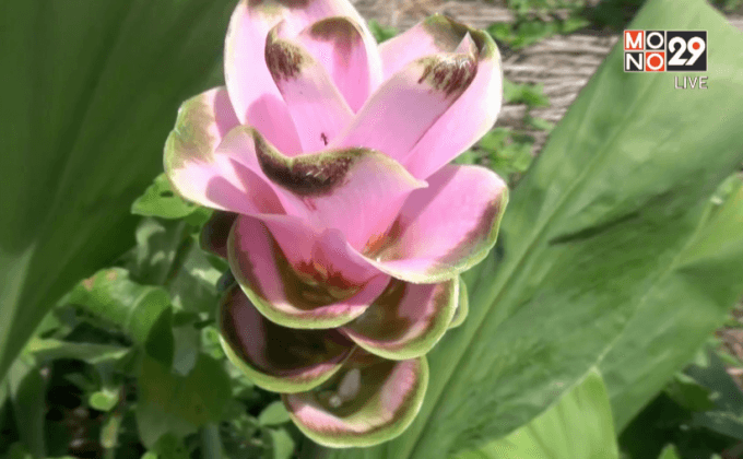 ชาวนาเชียงใหม่หนีภัยแล้งหันปลูกดอกกระเจียว