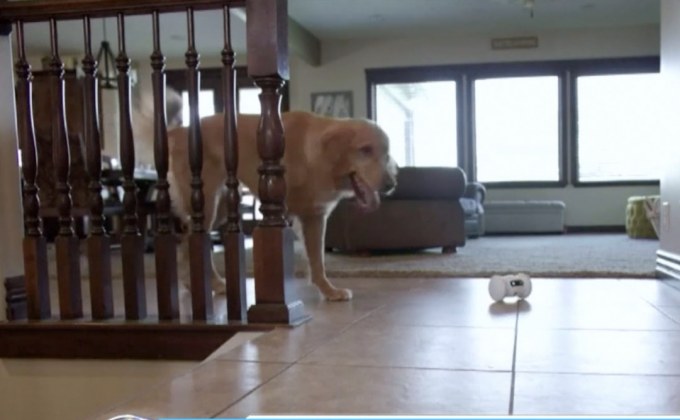 หุ่นยนต์เพื่อนมนุษย์-สัตว์เลี้ยง