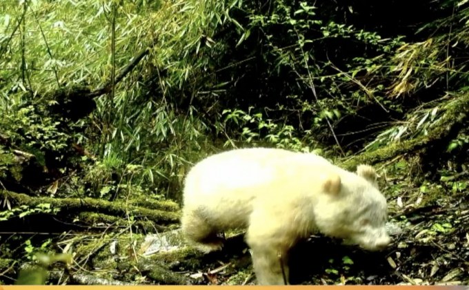 จีนพบแพนด้าเผือกพันธุ์หายาก