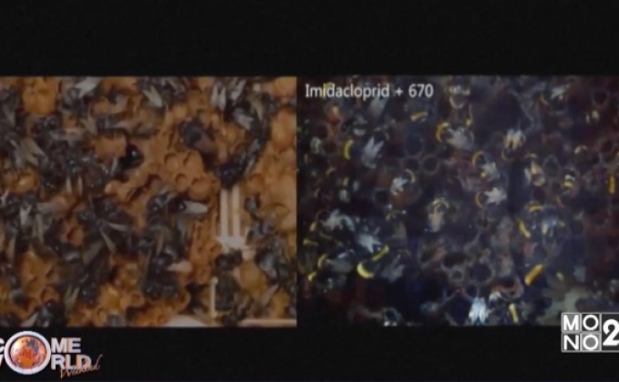 บำบัดรังผึ้งด้วยแสงอินฟาเรด