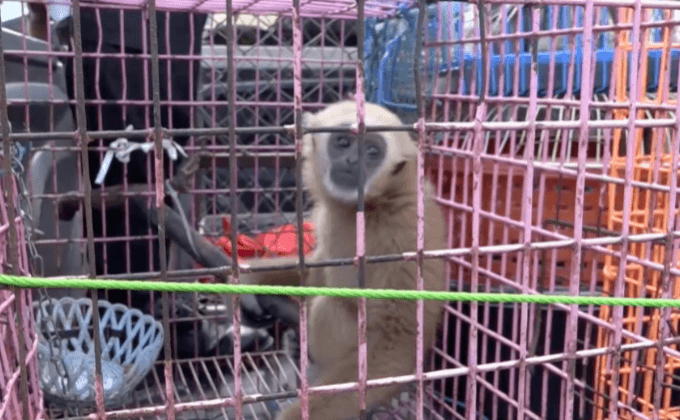 จับแก๊งบังคับนักท่องเที่ยวถ่ายรูปกับสัตว์ป่า