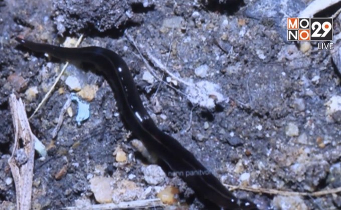 ก.ทรัพยากรฯ ตั้งทีมกำจัดหนอนนิวกินี