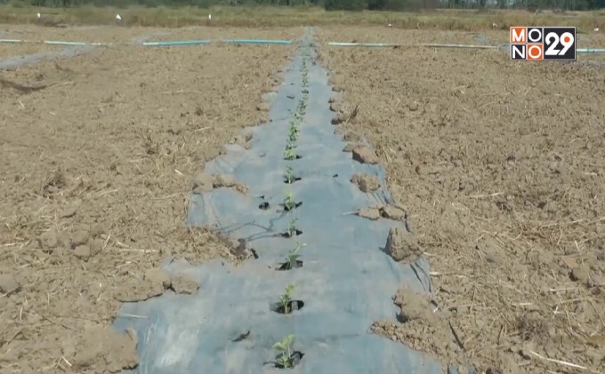 ปลูกแตงโมแทนการทำนานอกเขตชลประทาน