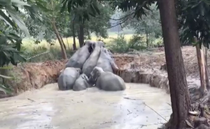 ช่วยเหลือฝูงช้างป่าจมสระน้ำ จ.ฉะเชิงเทรา
