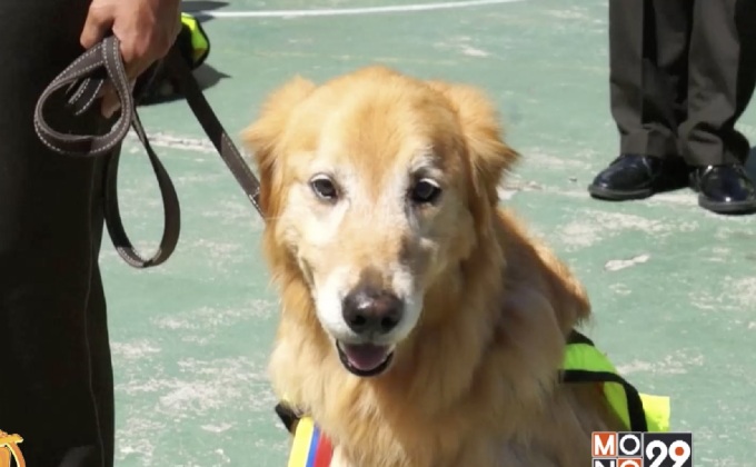 สุนัขตำรวจเอกวาดอร์เกษียณอายุ