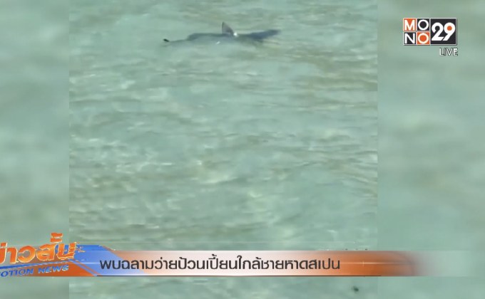 พบฉลามว่ายป้วนเปี้ยนใกล้ชายหาดสเปน
