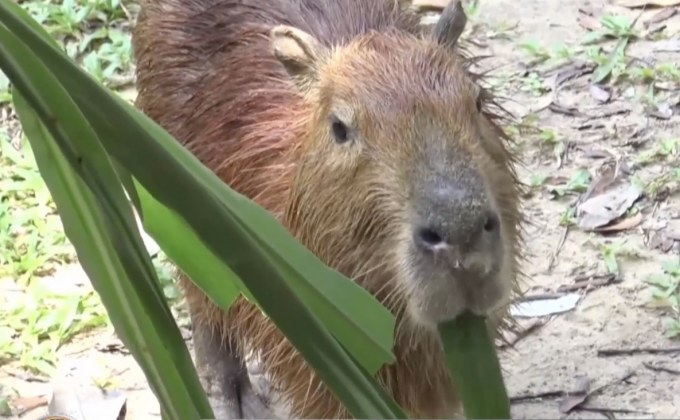 สวนสัตว์สงขลาเปิดตัว หนูยักษ์ “คาปิบาร่า”