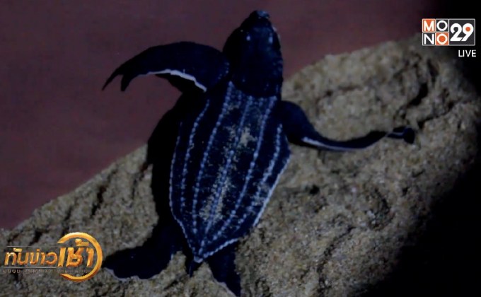 ปล่อยลูกเต่ามะเฟืองรังที่ 3 กลับสู่ทะเล