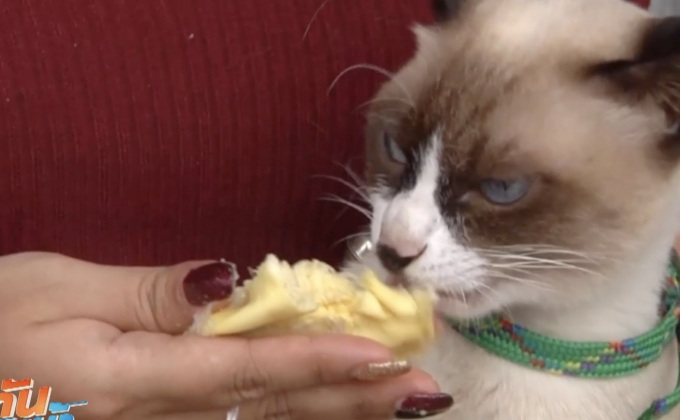 ฮือฮา! เเมวอินเทรนด์ชอบกินทุเรียน
