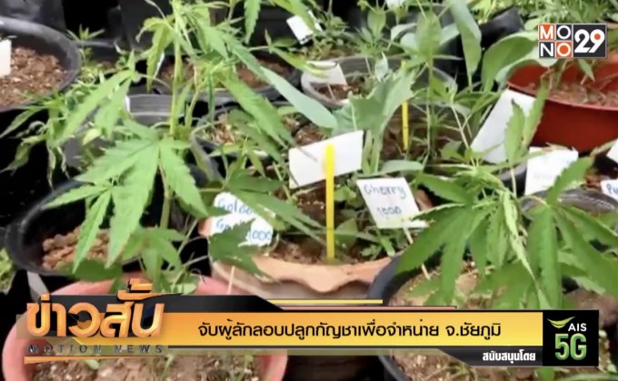 จับผู้ลักลอบปลูกกัญชาเพื่อจำหน่าย จ.ชัยภูมิ