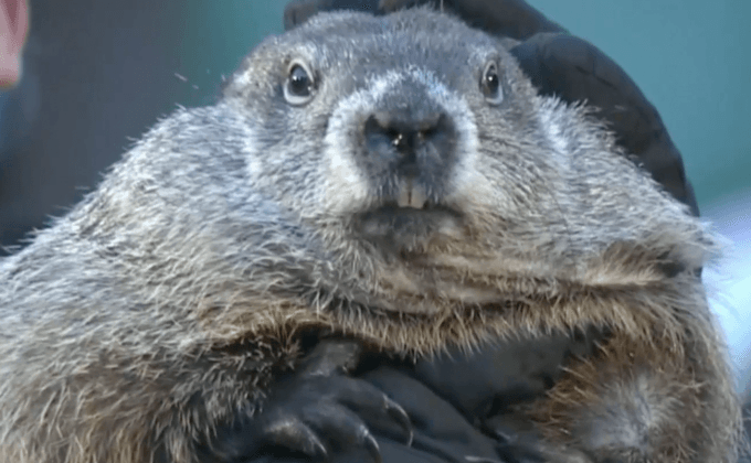 “ตัวอ้น” ทำนายสภาพอากาศในสหรัฐฯ