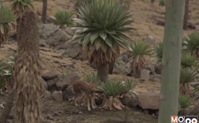 ย้ายหมู่บ้านเพื่อ “หมาป่าภูเขา” เอธิโอเปีย
