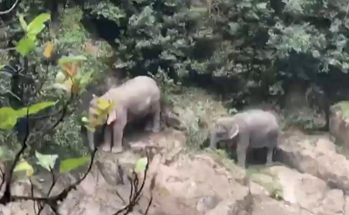 ช้างป่าสองแม่ลูกขึ้นฝั่งน้ำตกเหวนรกปลอดภัย