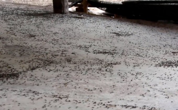 แมลงปีกแข็งบุกบ้านกว่า 20 ปี จ.ราชบุรี