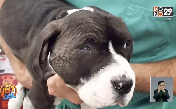 หน้ากากเครื่องพิมพ์ 3 มิติสำหรับสุนัขบาดเจ็บ