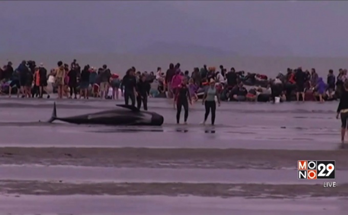 เร่งช่วยวาฬเกยตื้นในนิวซีแลนด์