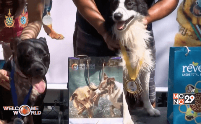 กีฬาโอลิมปิกสำหรับสุนัขในบราซิล