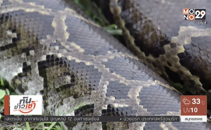 นักล่างูในรัฐฟลอริดา ฉลองจับงูได้ 1,000 ตัว