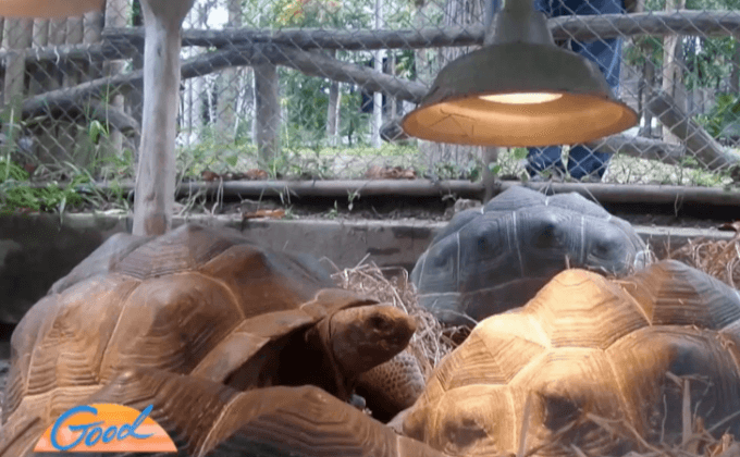 สวนสัตว์เชียงใหม่เพิ่มความอบอุ่นสัตว์