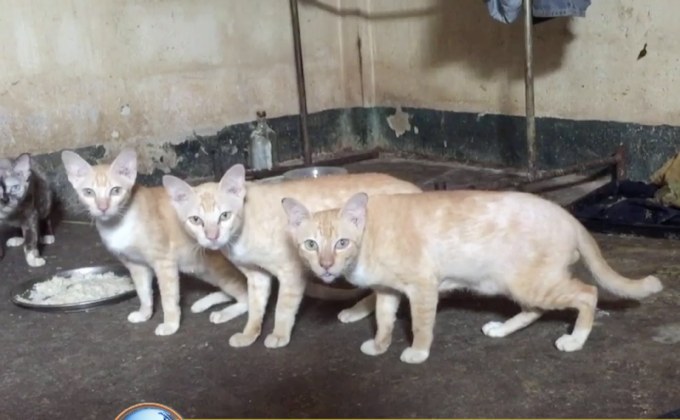 ลุง -ป้า เชียงใหม่วอนคนใจบุญช่วยเลี้ยงแมว