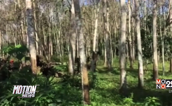 ราคายางพุ่ง กก.ละ 90 สูงสุดรอบ5ปีหลังน้ำลด