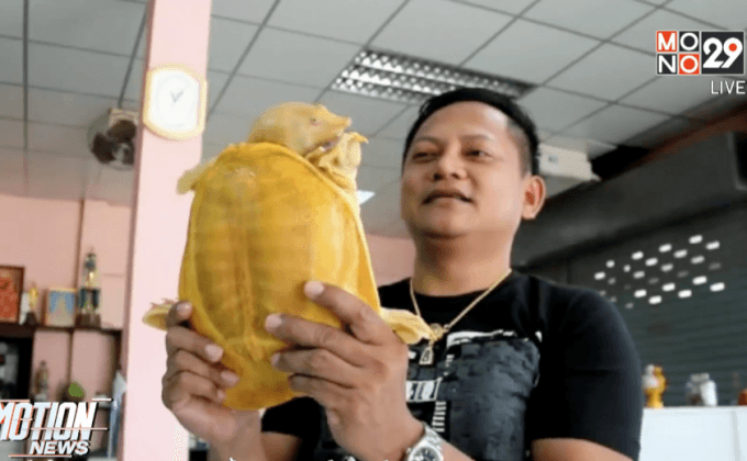 พบตะพาบสีทองหายาก จ.จันทบุรี