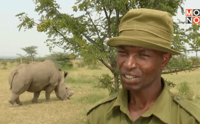 แรดขาวเหนือ 3 ตัวสุดท้ายในเคนยา