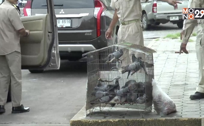 เมืองลพบุรีตั้งค่าหัวนกพิราบตัวละ 10 บาท