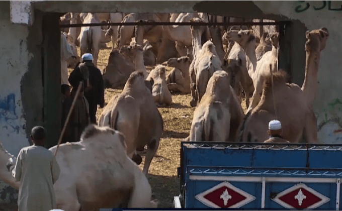 ตลาดค้าอูฐในอียิปต์