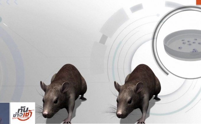 ​นักวิจัยตัดต่อยีนคู่หนูเพศเมียให้มีลูกด้วยกัน