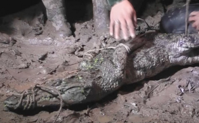 ปฎิบัติการจับจระเข้หลุดช่วงน้ำท่วม