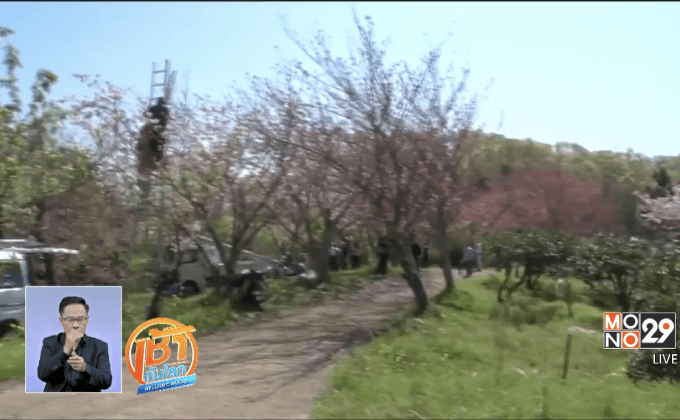 ญี่ปุ่นแปรรูปซากุระเป็นอาหาร