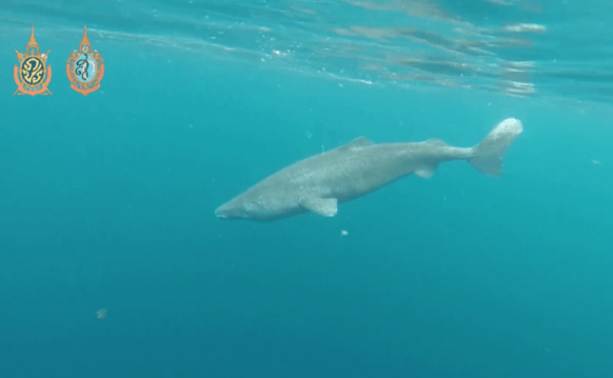 ฉลามกรีนแลนด์เป็นสัตว์มีกระดูกสันหลังอายุมากที่สุด