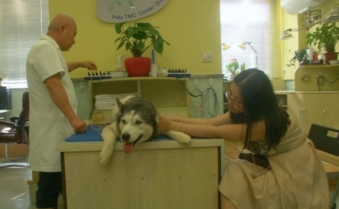 ฝังเข็มรักษาสัตว์เลี้ยง” เริ่มนิยมในจีน