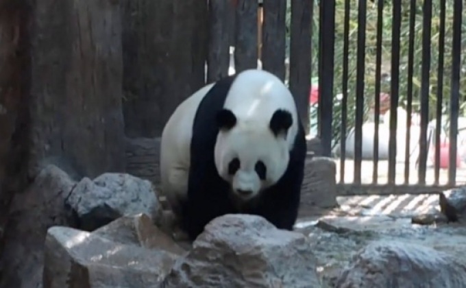 “หลินฮุ่ย”พร้อมผสมพันธุ์รอบใหม่ในไทย