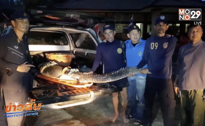 จับจระเข้บริเวณชายหาด จ.ภูเก็ต ได้แล้ว