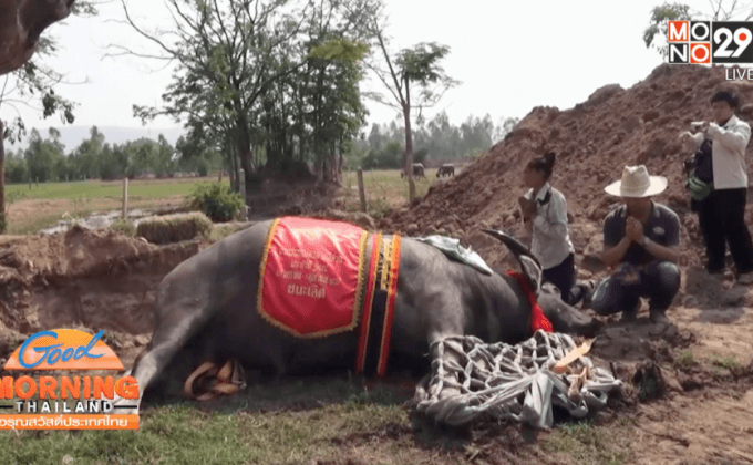สิ้น “ใบหยก” ควายไทยค่าตัว 5 ล้านบาท
