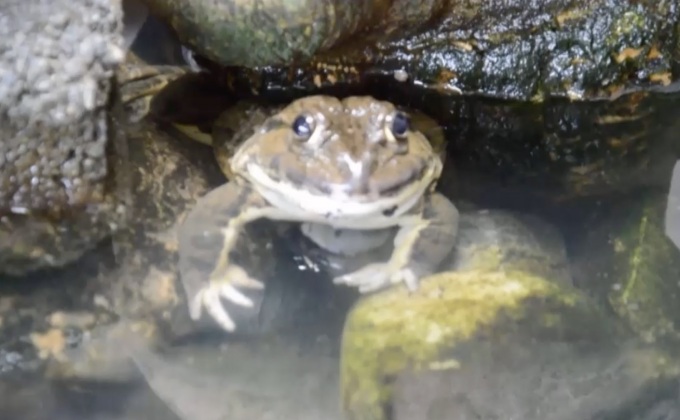 ทึ่ง! กบแสนรู้ ช่วยส่งเสียงต้อนรับลูกค้า