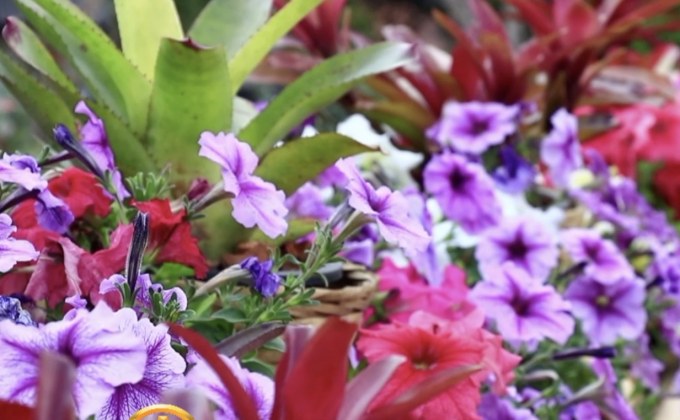 สีสันดินแดนดอกไม้สวย จ.เลย