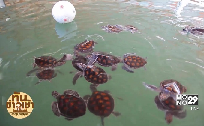 ปล่อยเต่า 89 ตัว ถวายเป็นพระราชกุศล