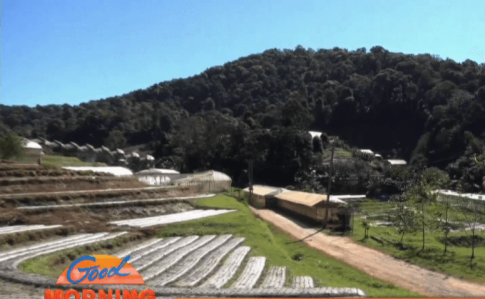 โครงการหลวงเตรียมแปลงผักหลากสีต้อนรับนักท่องเที่ยว