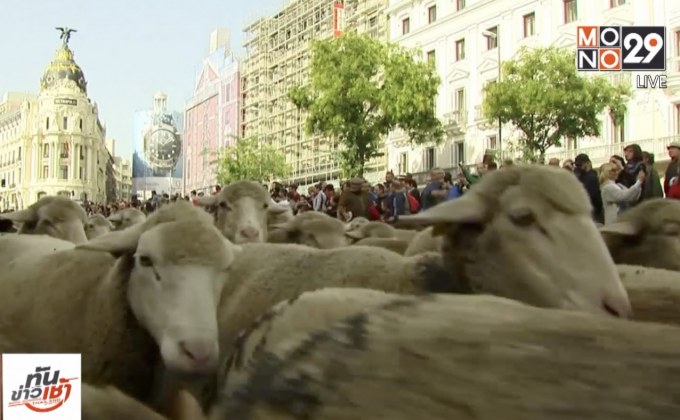 ขบวนพาเหรดแกะในสเปน