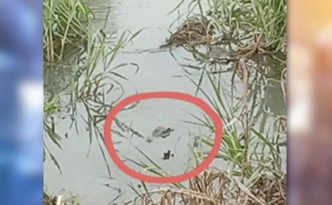 ชาวปทุมฯผวาเจอจระเข้โผล่คลองระพีพัฒน์