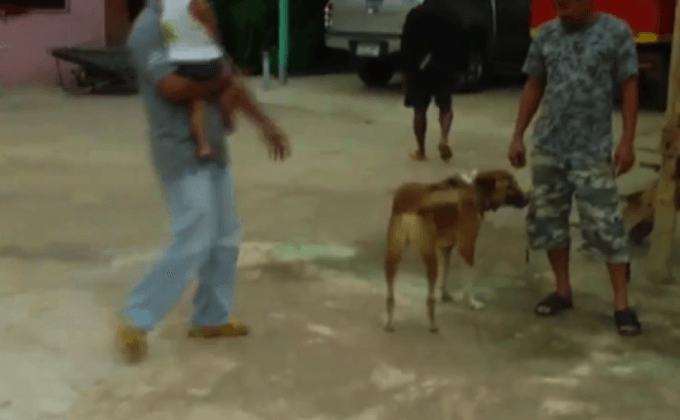 วางยาเบื่อสุนัขตายเกือบ 20 ตัว จ.กำแพงเพชร